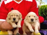 Baby Face Golden Yavrular