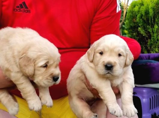 Baby Face Golden Yavrular