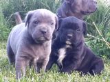 A class Cane corso