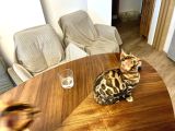 Bengal Brown Erkek 2 Aylık