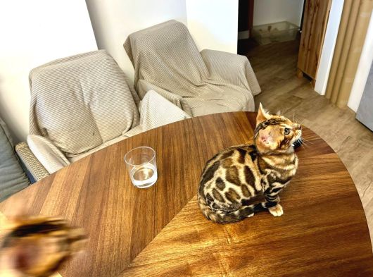 Bengal Brown Erkek 2 Aylık görsel
