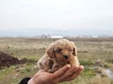 Maltipoo Yavrumuz