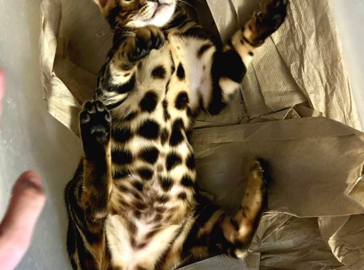 Bengal Kedisi Erkek Marble görsel