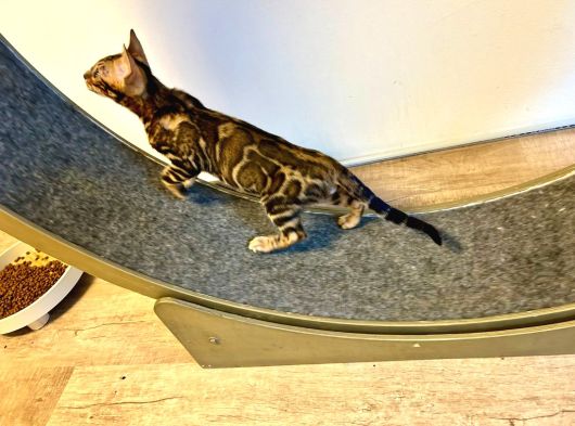 Bengal Kedisi Erkek Marble