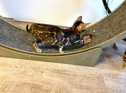 Bengal Kedisi Erkek Marble görsel