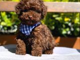 CHOCOLATE BROWN TEACUP KORE POODLE 4 ay 9