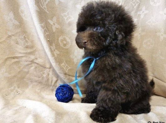 Chocolate Brown Teacup Kore Poodle 4 Ay 9 görsel