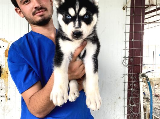 Si̇yah Mavi̇ Göz Üst Kali̇te Husky Yavrular