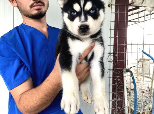 Si̇yah Mavi̇ Göz Üst Kali̇te Husky Yavrular görsel