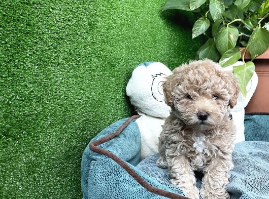 Poodle Ve Maltipoo Yavrular Cep No 0505 591 1855 görsel