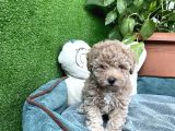 Poodle Ve Maltipoo Yavrular Cep No 0505 591 1855