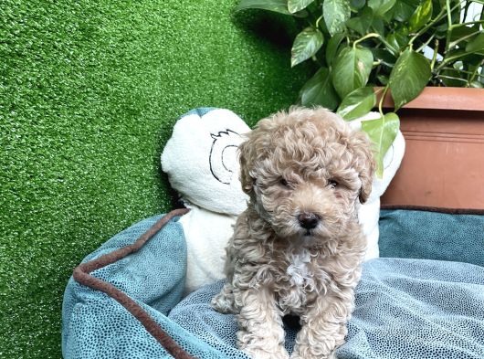 Poodle Ve Maltipoo Yavrular Cep No 0505 591 1855 görsel