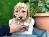 Poodle Ve Maltipoo Yavrular Cep No 0505 591 1855