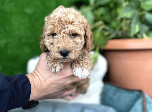 Poodle Ve Maltipoo Yavrular Cep No 0505 591 1855 görsel