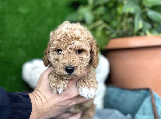 Poodle Ve Maltipoo Yavrular Cep No 0505 591 1855