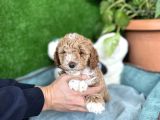 Poodle Ve Maltipoo Yavrular Cep No 0505 591 1855
