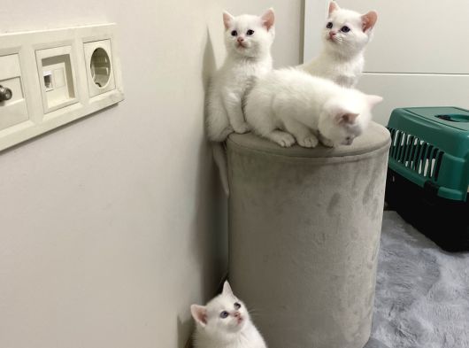 Kar Taneleri̇ görsel