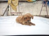 Maltipoo Yavrumuz