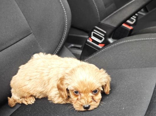Maltipoo Yavrumuz görsel