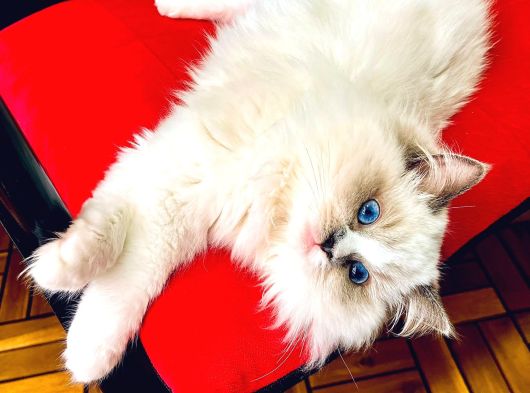 Ragdol Kedi görsel