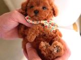 Türkiyenin En Güzel Core Poodle Bebekleri