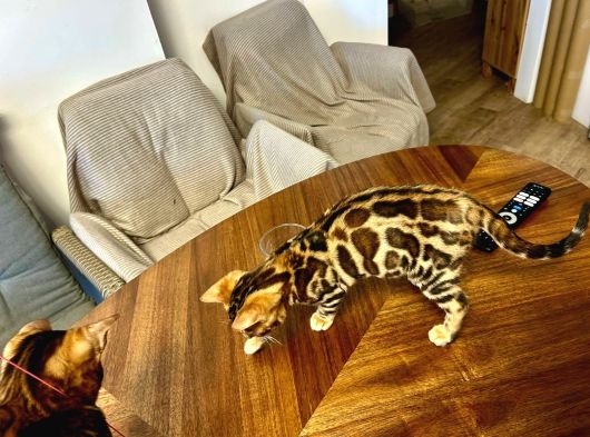 Bengal Brown Erkek 2 Aylık