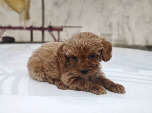 Maltipoo Yavrumuz
