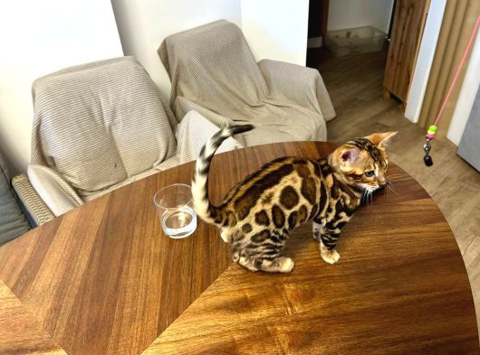 Bengal Brown Erkek 2 Aylık görsel