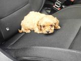 Maltipoo Yavrumuz