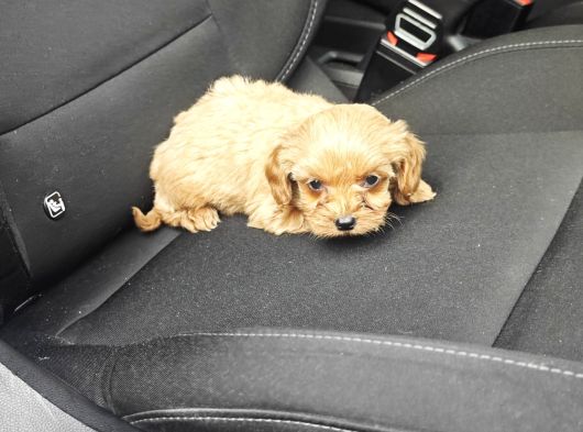 Maltipoo Yavrumuz görsel