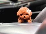 Türkiyenin En Güzel Core Poodle Bebekleri