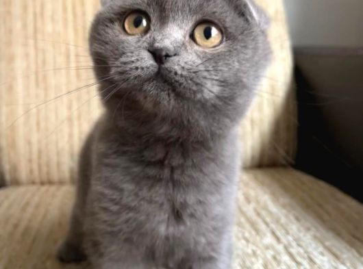 Oyuncu Tontiş Yavru Kedi görsel