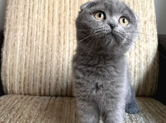 Oyuncu Tontiş Yavru Kedi
