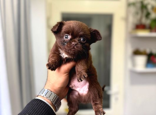 Teacup Kg Garanti̇li̇ Şivava Yavrular