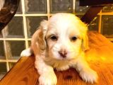 Ev doğumu maltipoo bebeğim