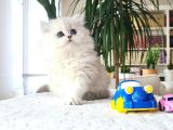 BADEM GÖZLÜ BEBEK SURAT BRİTİSH LONGHAİR SİLVER YAVRUM