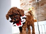Uygun Toy Poodle