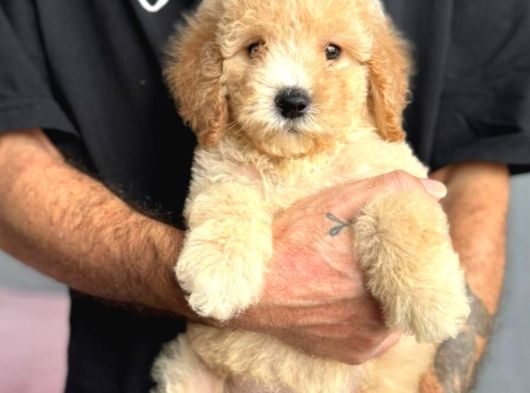 Malti̇poo Ci̇nsi̇ Yavrular Ev Üreti̇mi̇