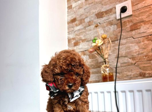 Uygun Toy Poodle görsel