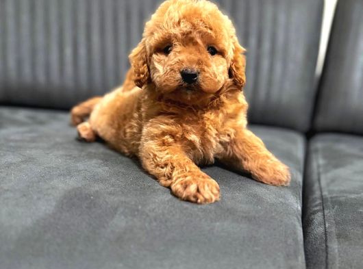 A Kali̇te Malti̇poo Yavrular