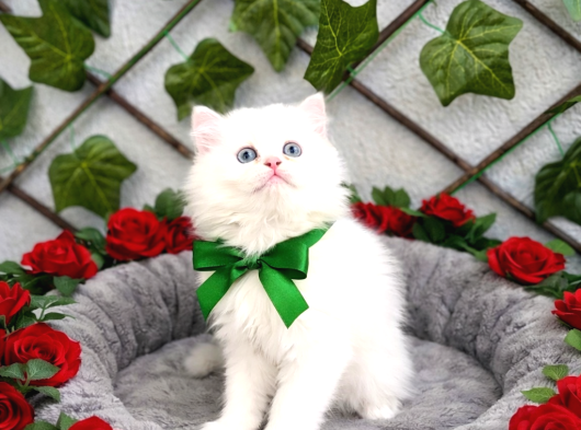 Karpostal Gi̇bi̇ Bebek Karbeyazi Boncuğumuz görsel