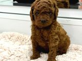 Poddle Bebekler Irk Garanti̇li̇