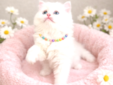 Karpostal Gi̇bi̇ Bebek Karbeyazi Boncuğumuz