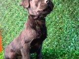 Irk Garantili Labrador Yavrular