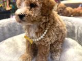 Kali̇teli̇ Malti̇poo Yavrulrimiz Mevcut
