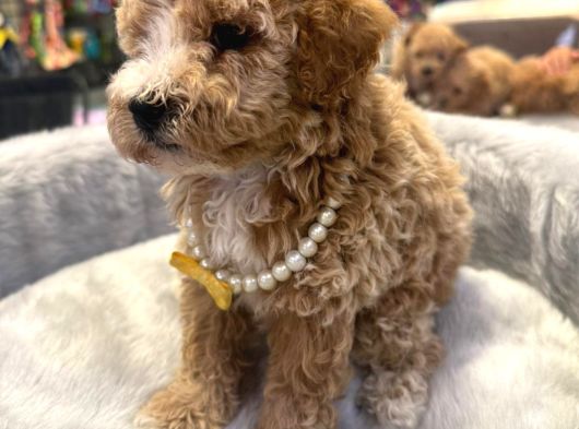 Kali̇teli̇ Malti̇poo Yavrulrimiz Mevcut görsel
