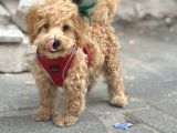 Kali̇teli̇ Malti̇poo Yavrulrimiz Mevcut
