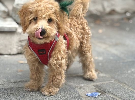 Kali̇teli̇ Malti̇poo Yavrulrimiz Mevcut görsel