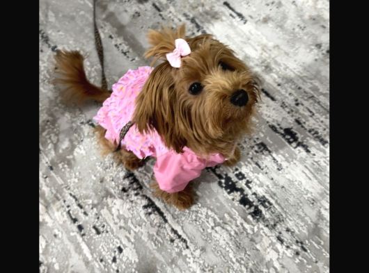 6 Aylık Dişi Maltipoo Aşıları Tam görsel