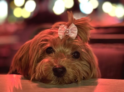 6 Aylık Dişi Maltipoo Aşıları Tam